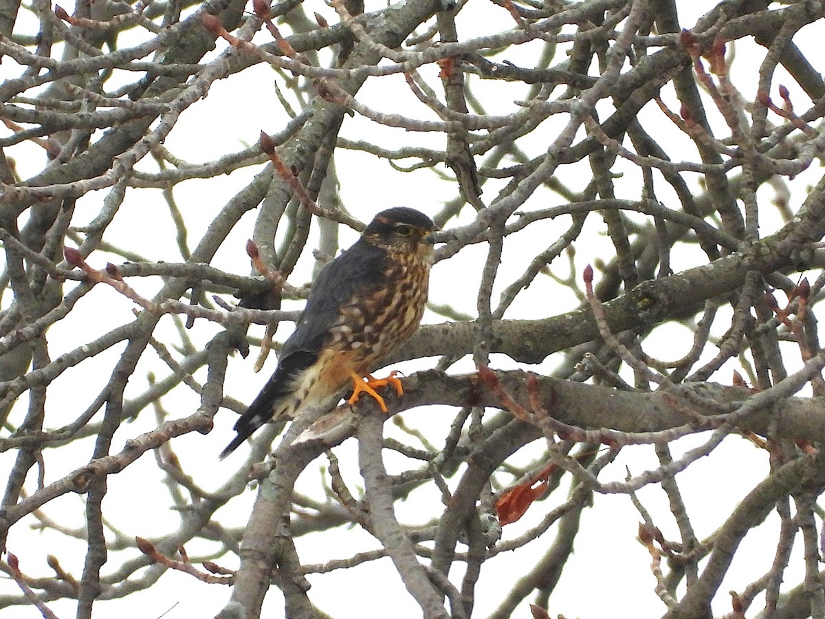 Merlin - ML647262740