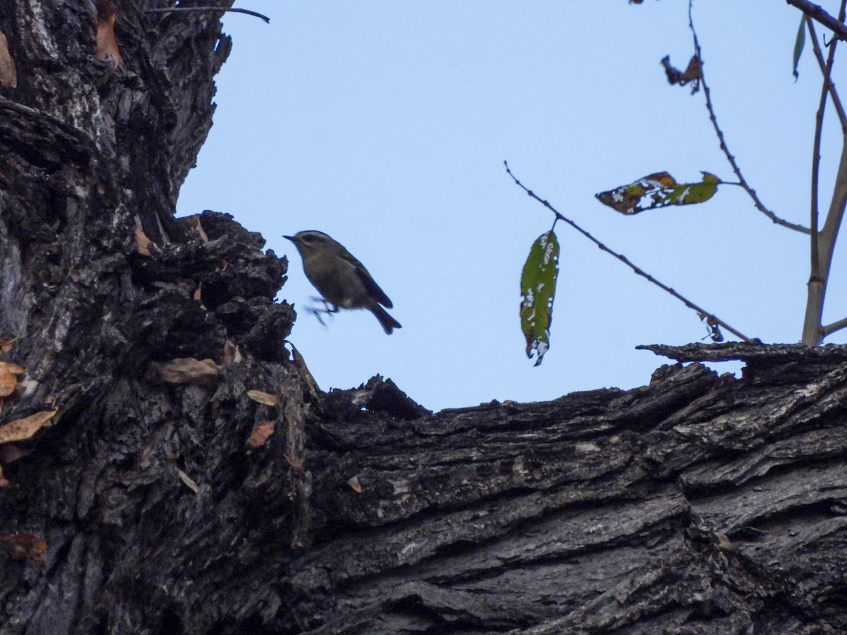 Erregetxo amerikarra - ML647262761