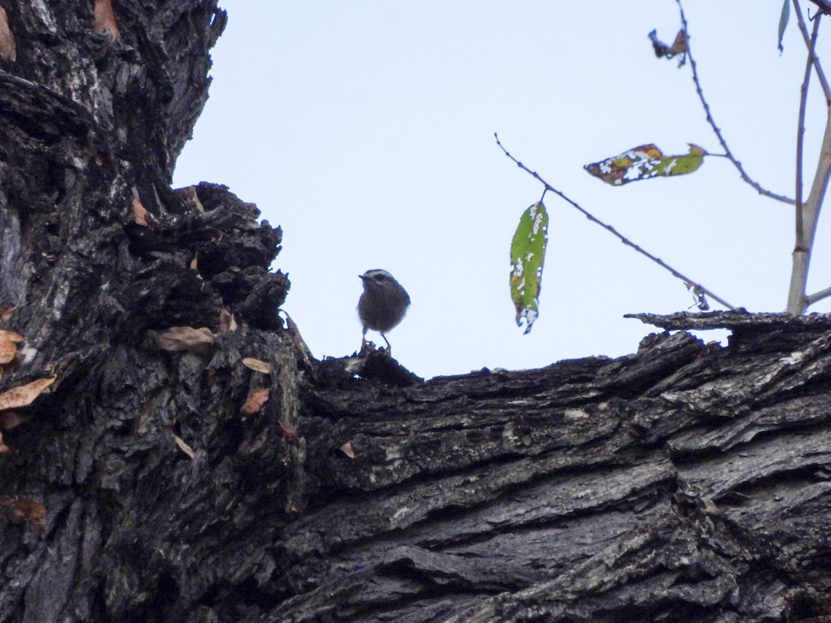 Erregetxo amerikarra - ML647262762