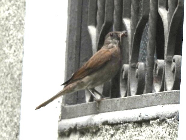 Pale-breasted Thrush - ML647262770