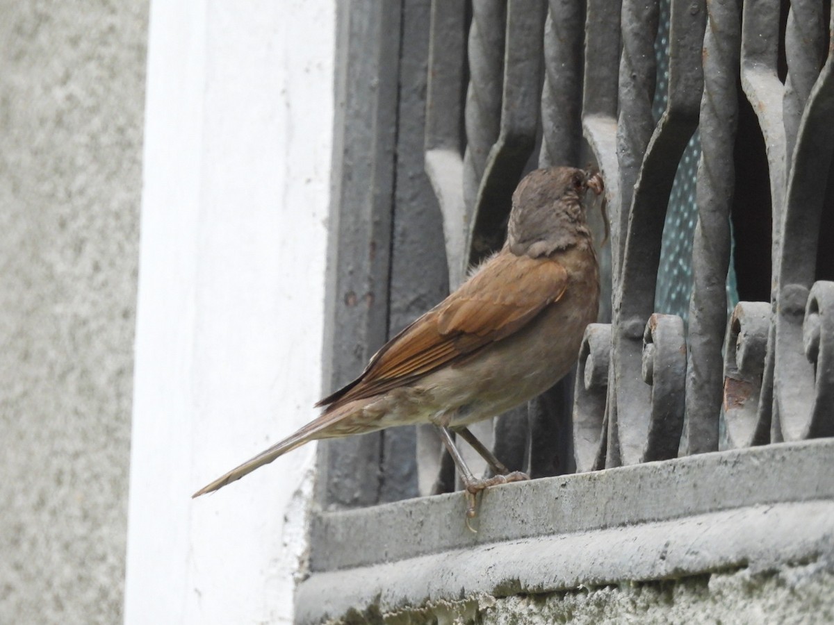 Pale-breasted Thrush - ML647262771
