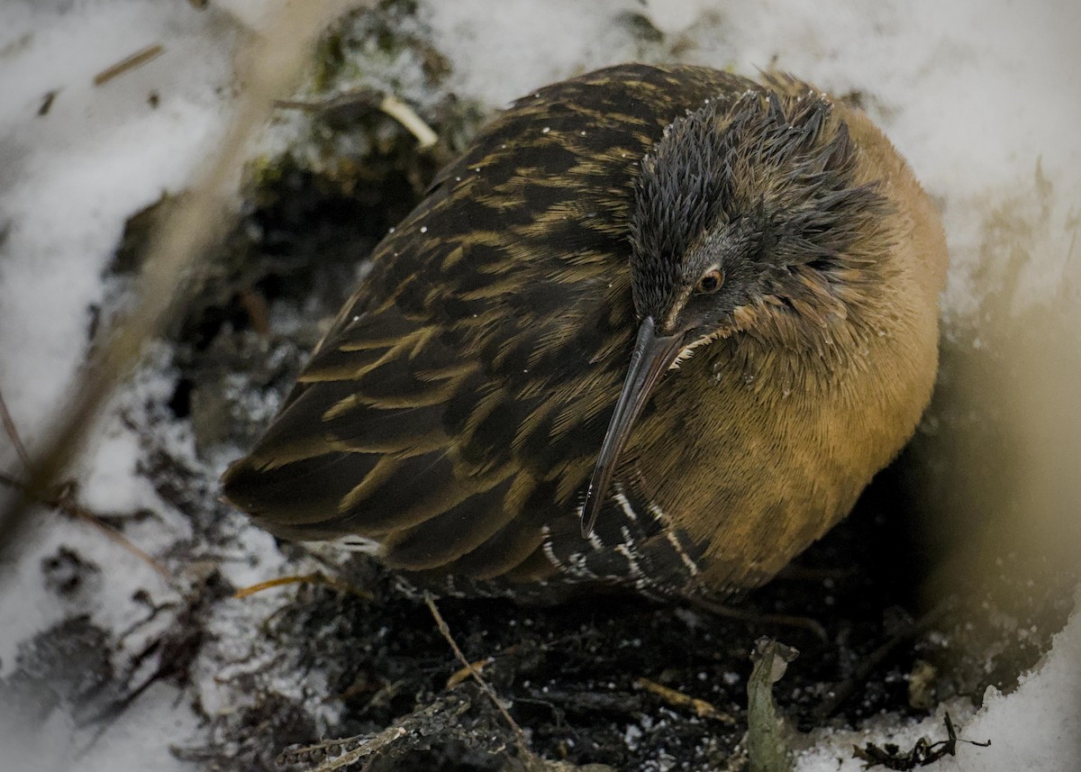 Virginia Rail - ML647262786