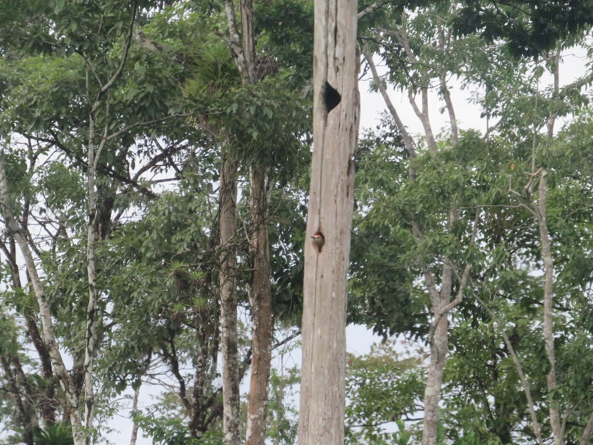 Hoffmann's Woodpecker - ML647262787