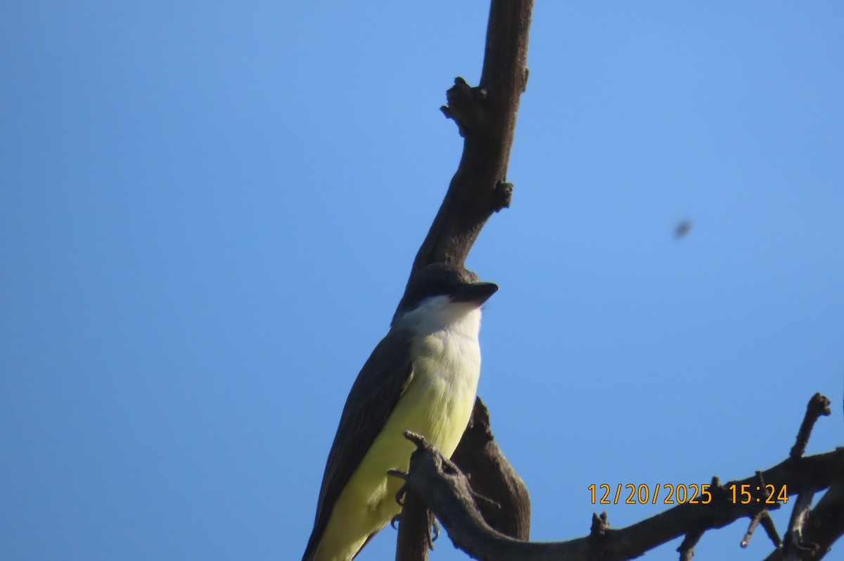 Thick-billed Kingbird - ML647262789