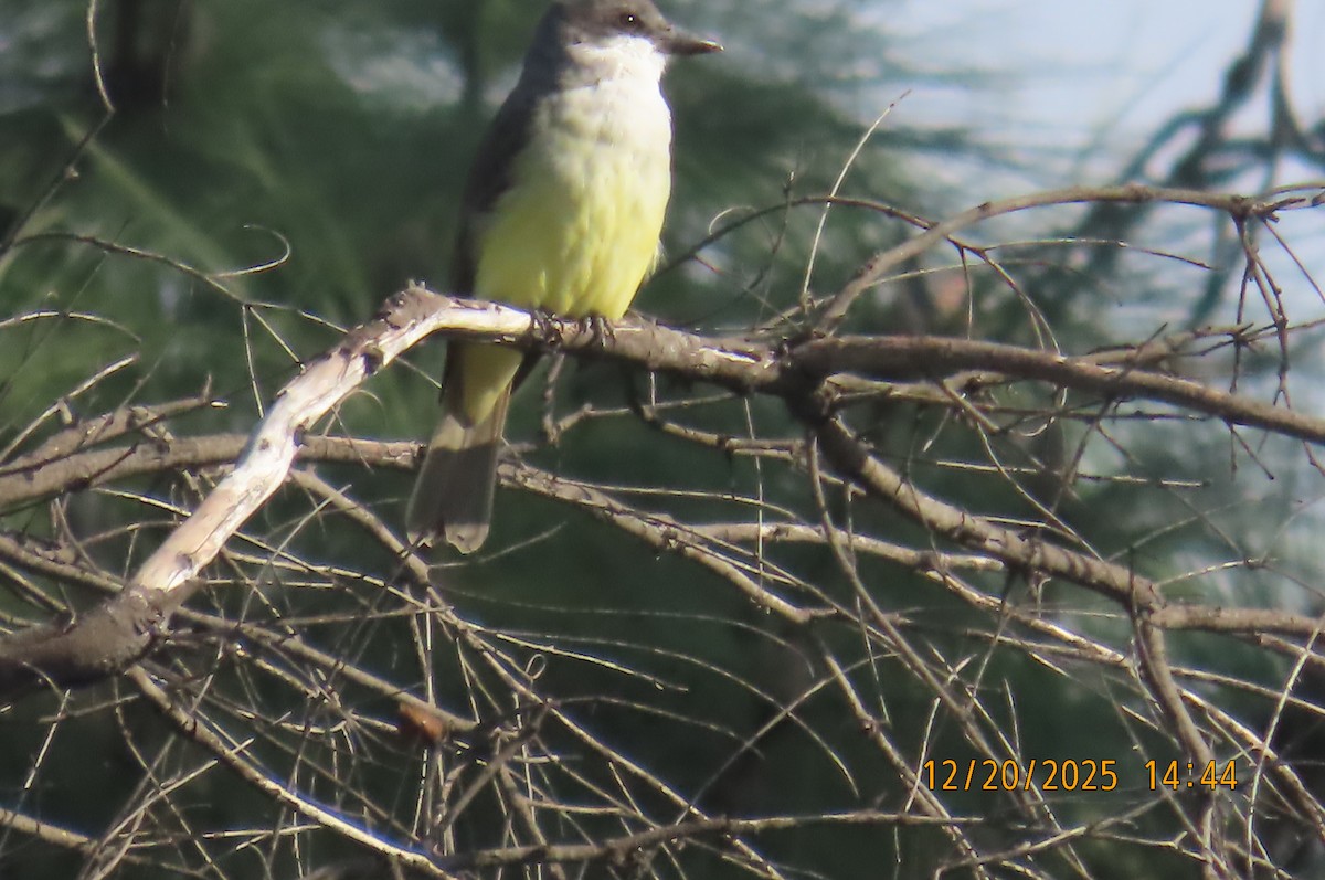 Thick-billed Kingbird - ML647262791