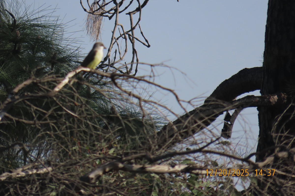 Thick-billed Kingbird - ML647262792