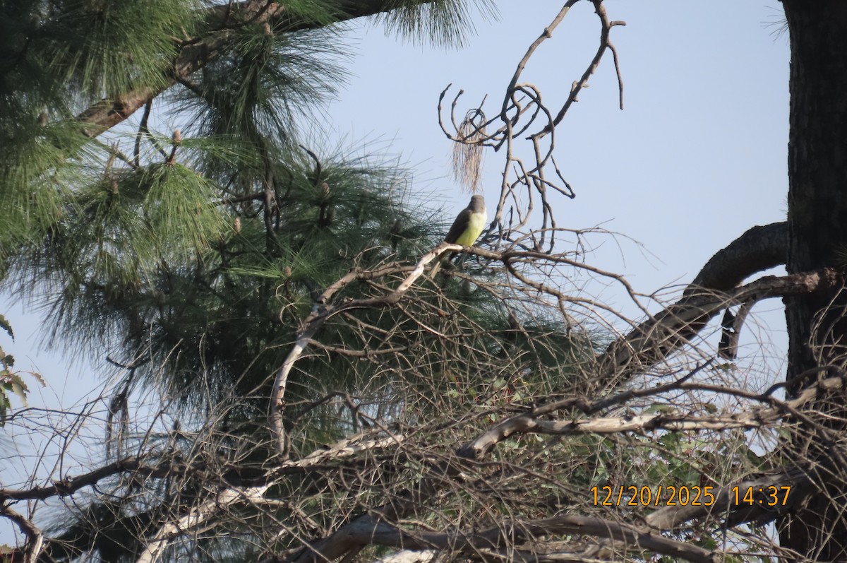 Thick-billed Kingbird - ML647262793