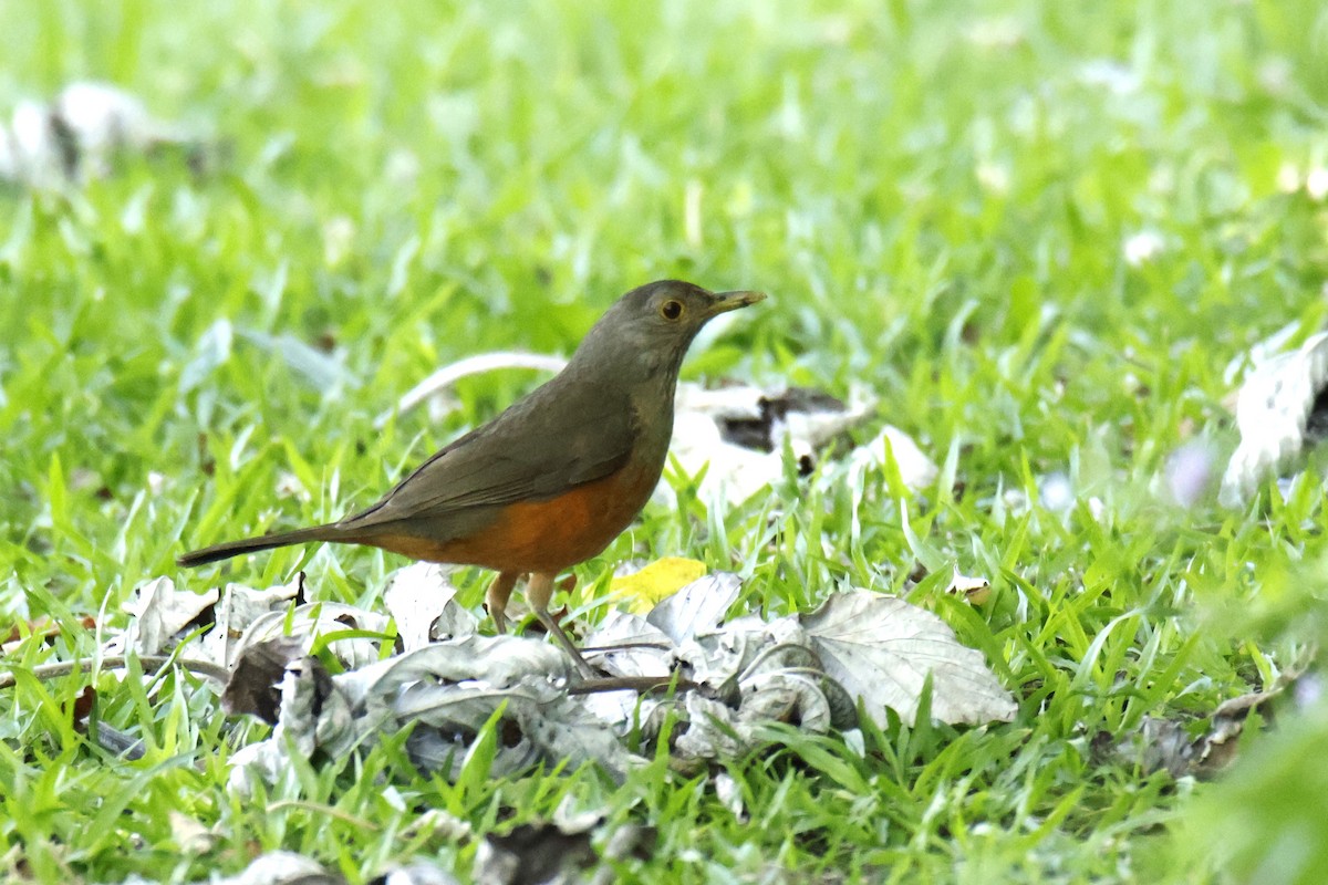 Merle à ventre roux - ML647262800