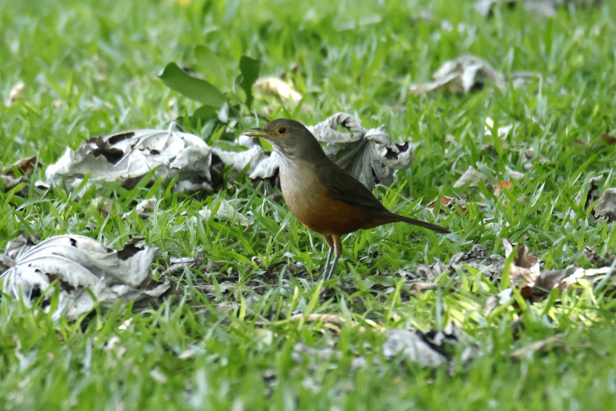 Merle à ventre roux - ML647262802