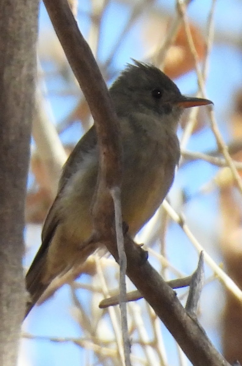 Greater Pewee - ML647262805
