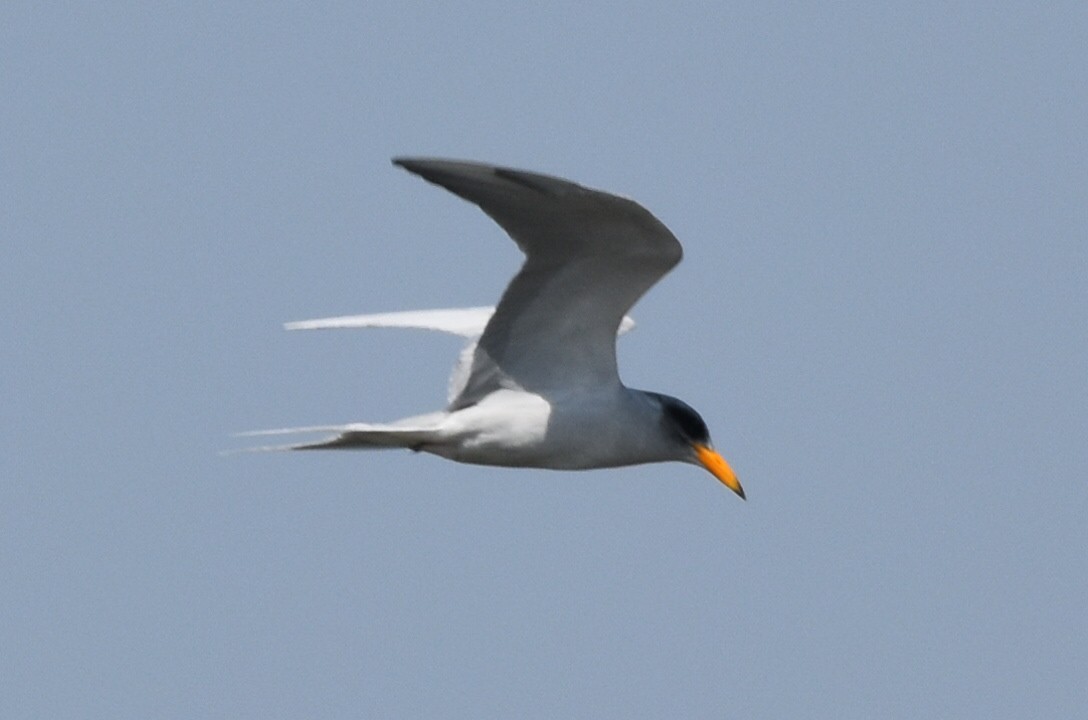 River Tern - ML647262808