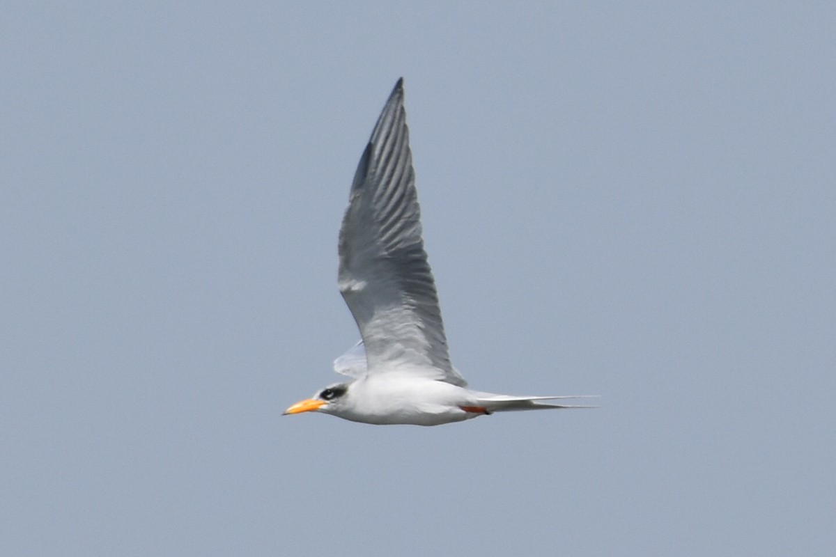 River Tern - ML647262809