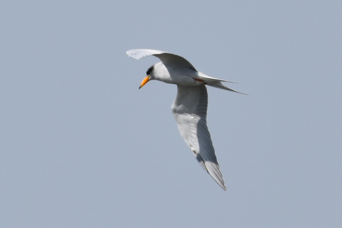 River Tern - ML647262810