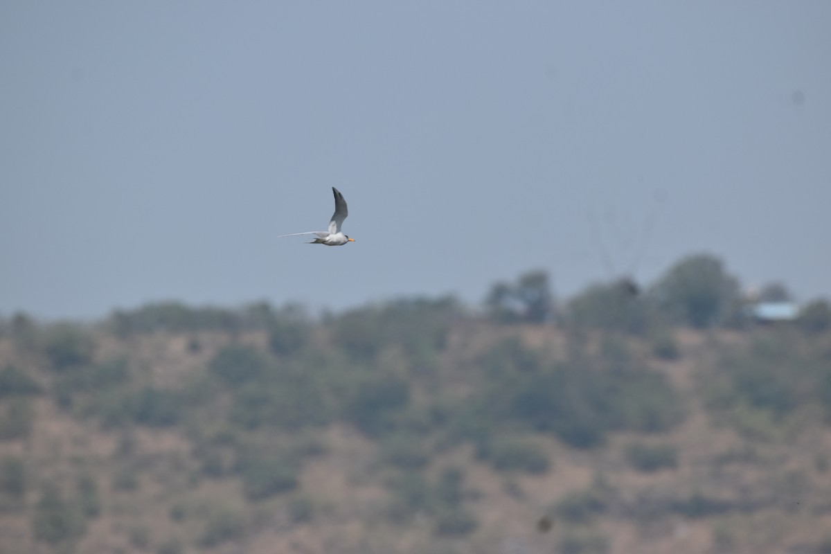 River Tern - ML647262812