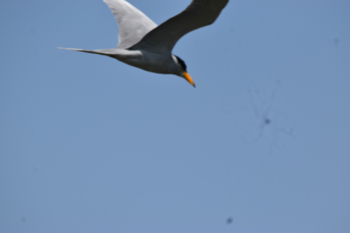 River Tern - ML647262813