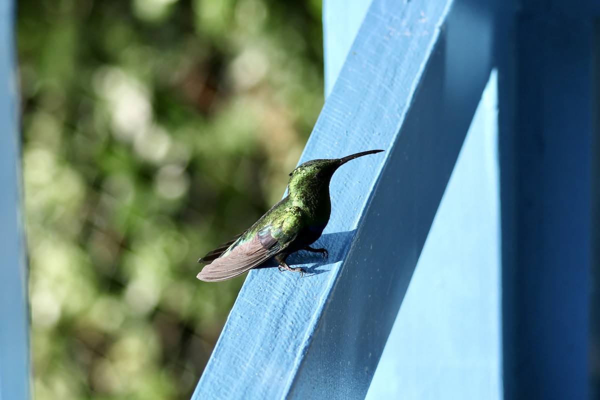 Green-throated Carib - ML647262816