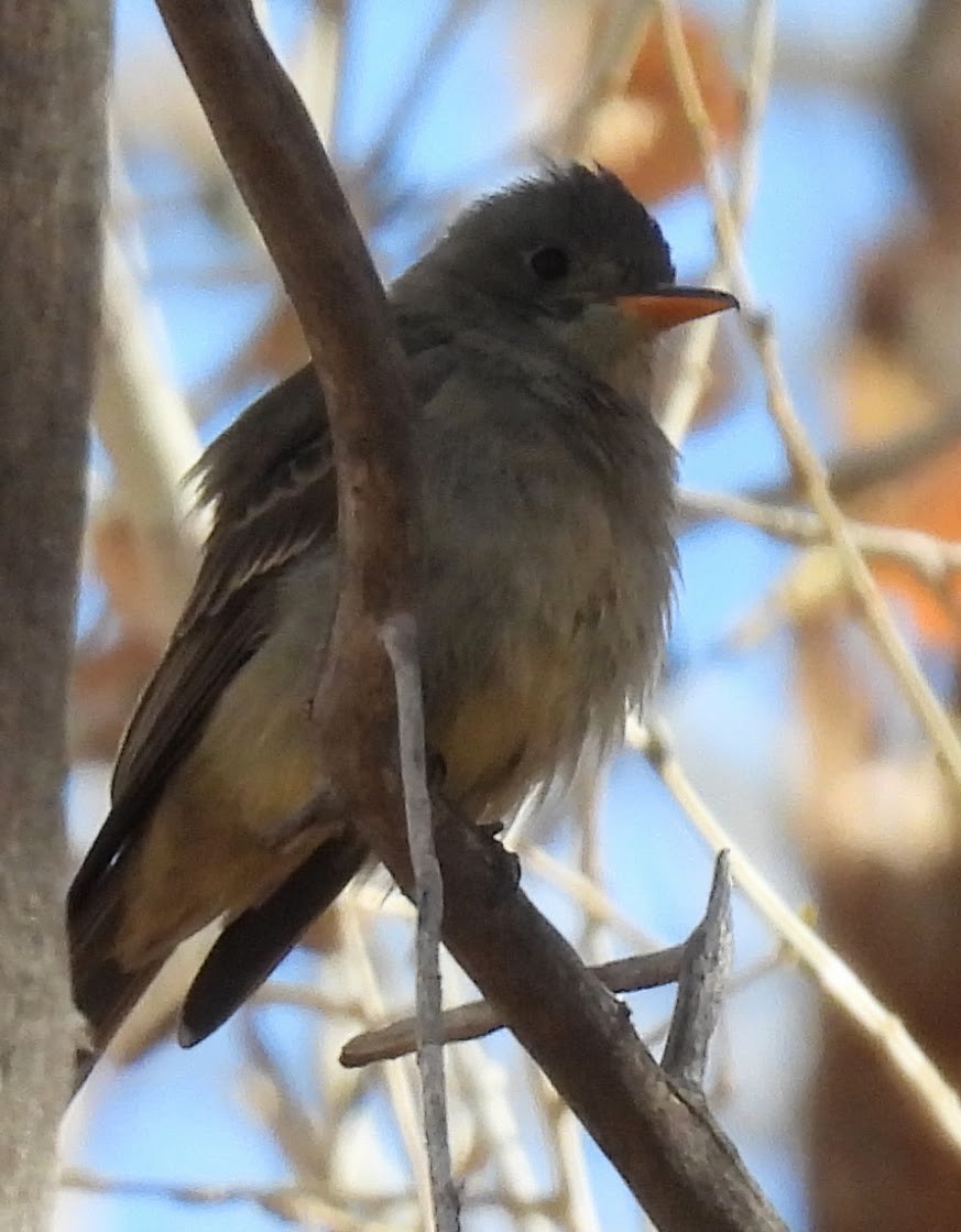 Greater Pewee - ML647262817