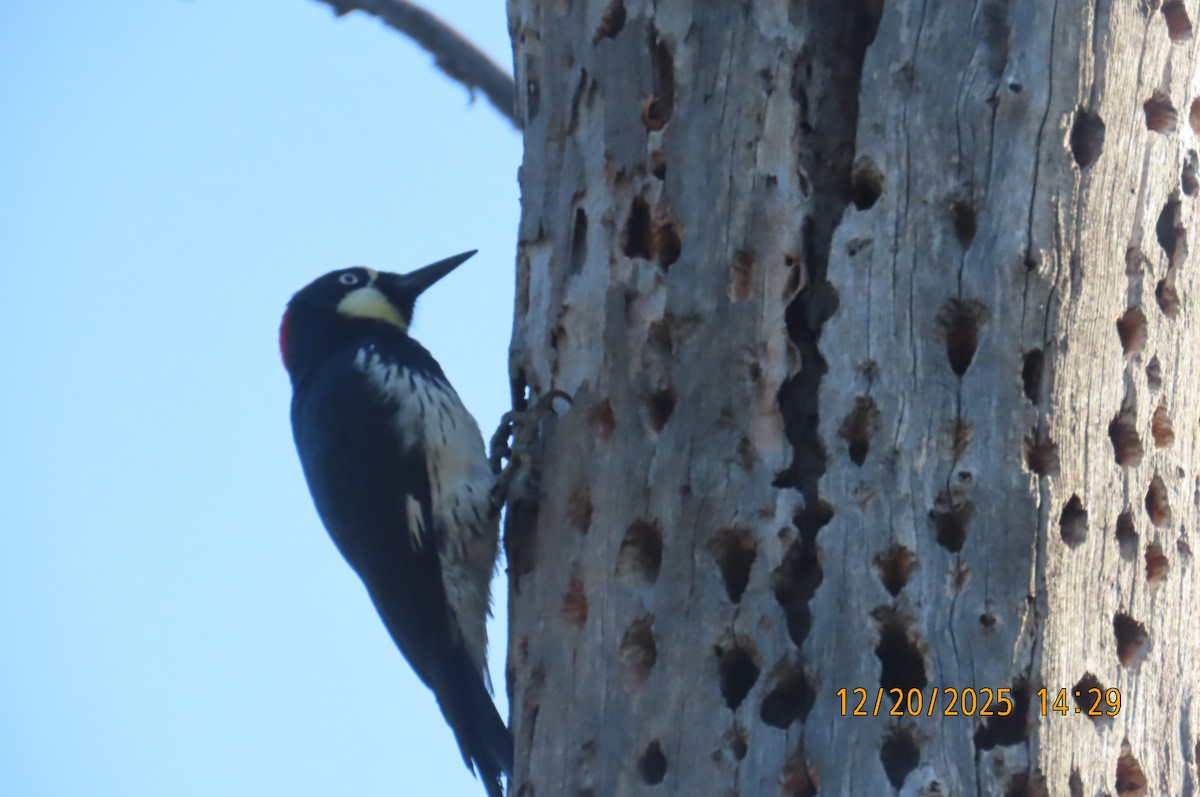 Acorn Woodpecker - ML647262819