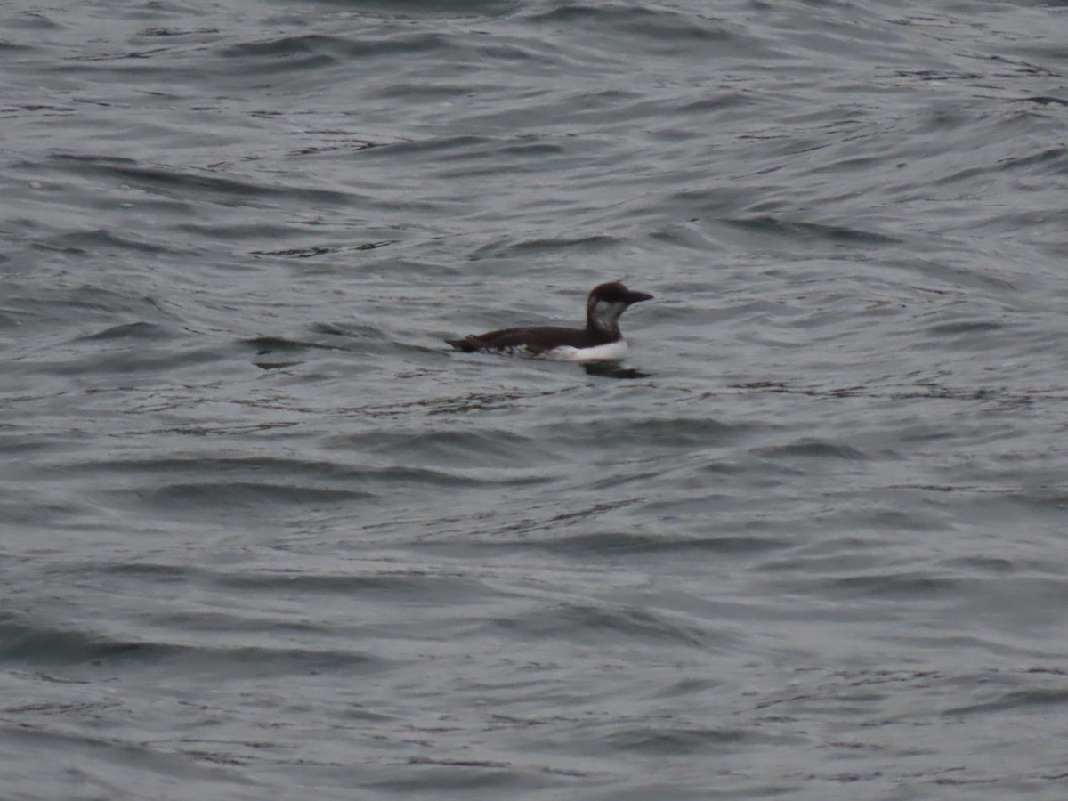 Trottellumme - ML647262830