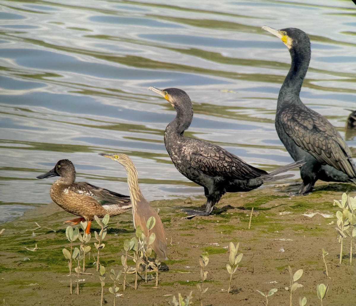 Большой баклан - ML647262831
