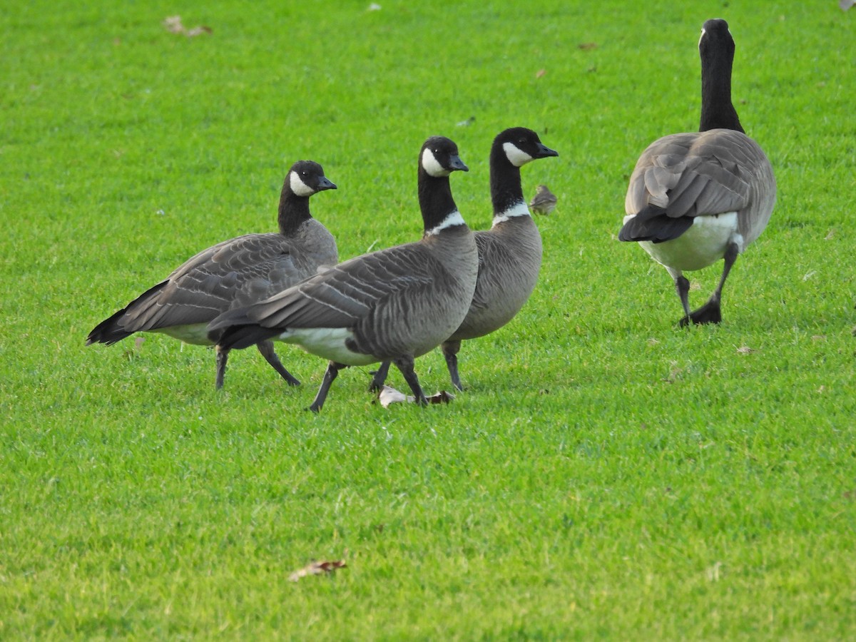 polargås - ML647262832