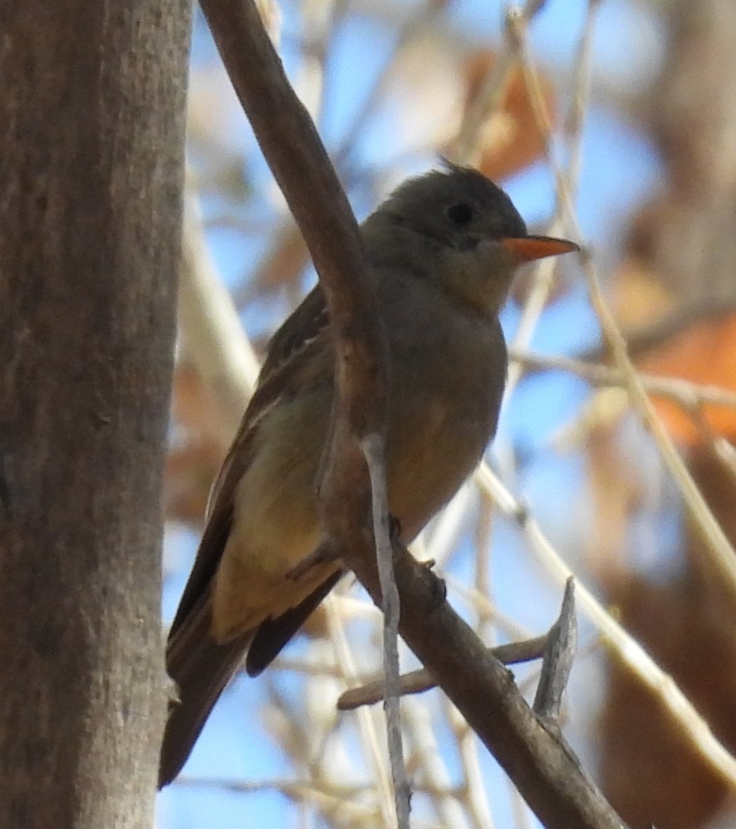 Greater Pewee - ML647262839