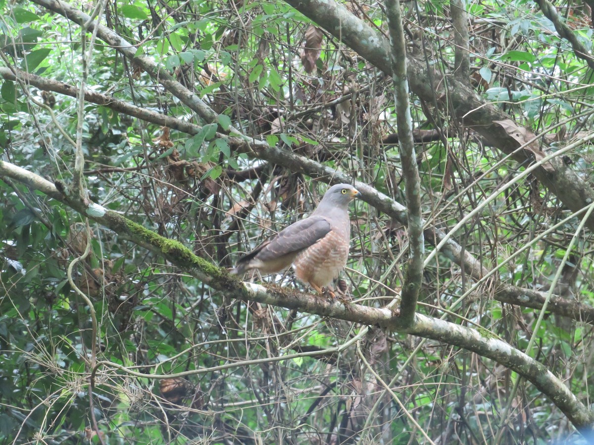 káně krahujová - ML647262841