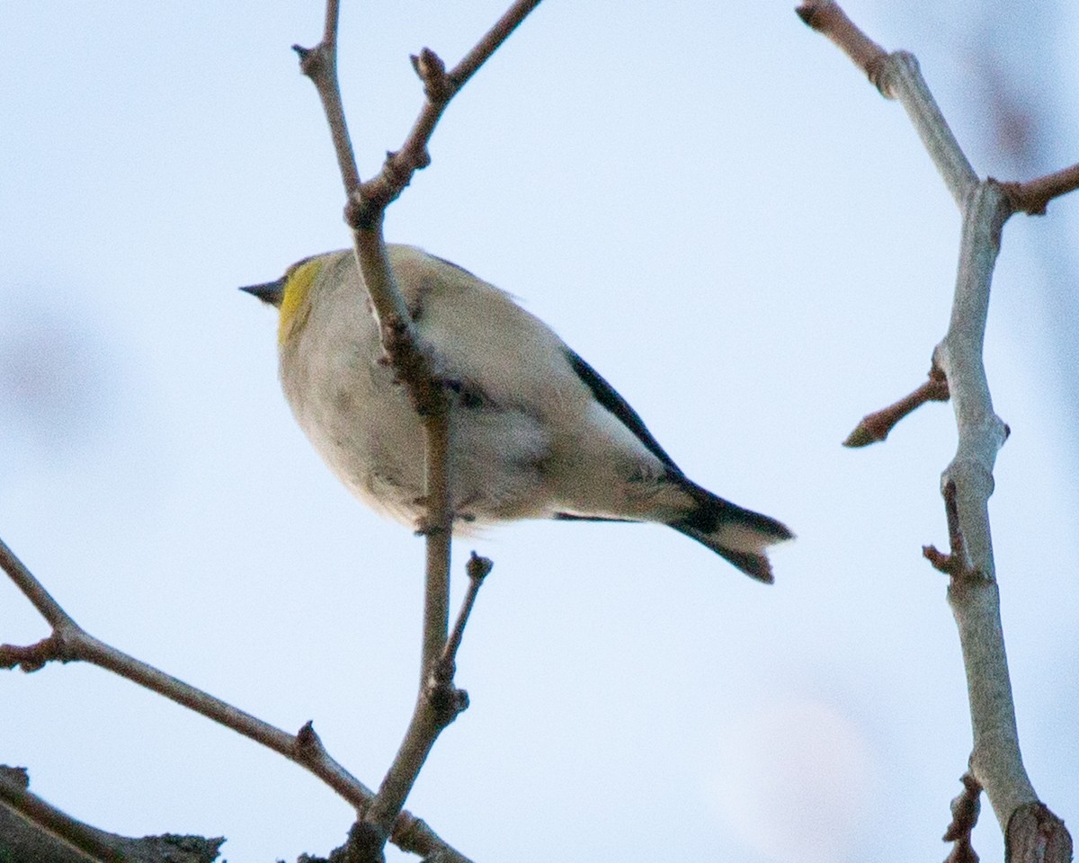 American Goldfinch - ML647262843