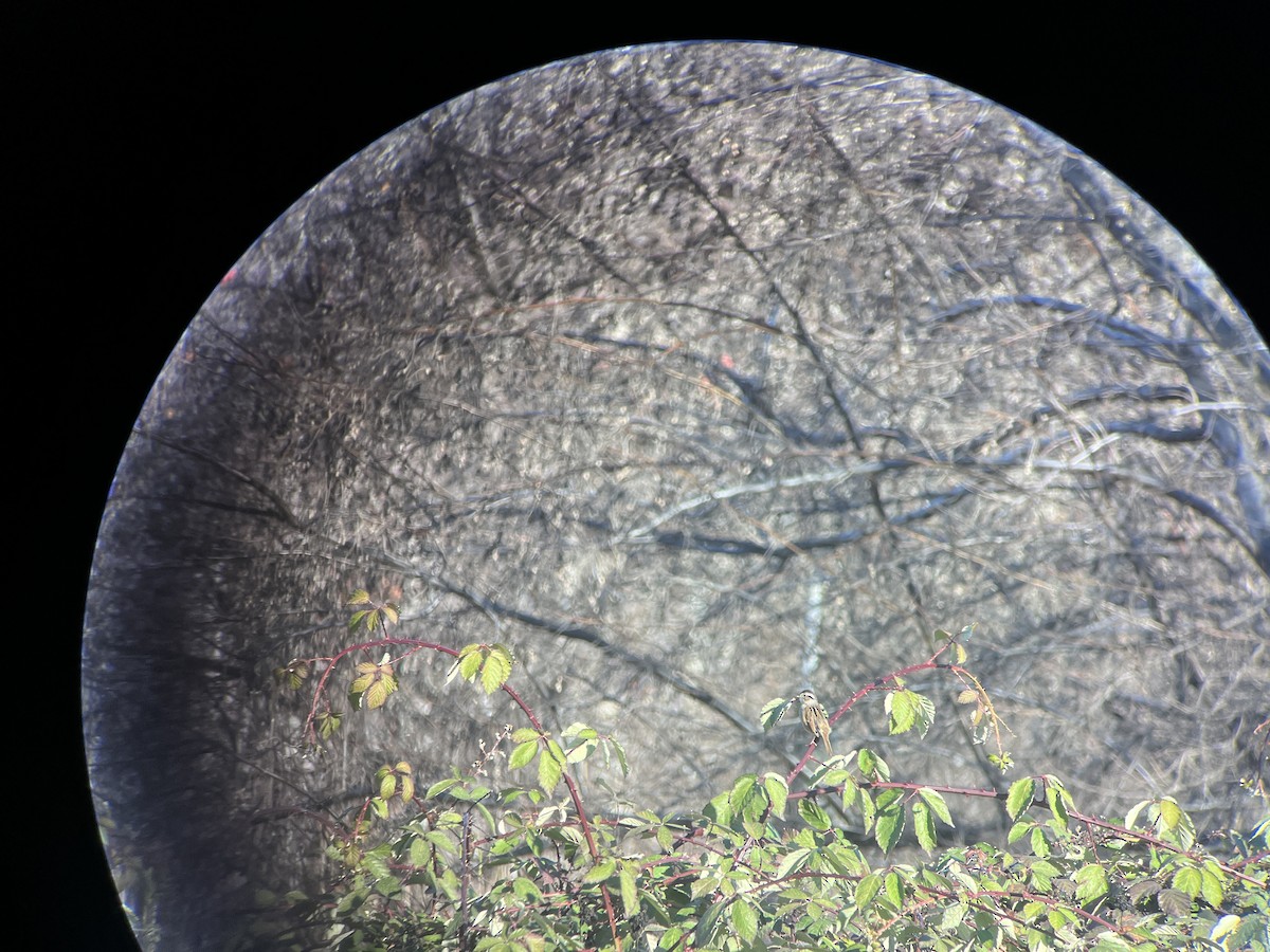 Swamp Sparrow - ML647262846