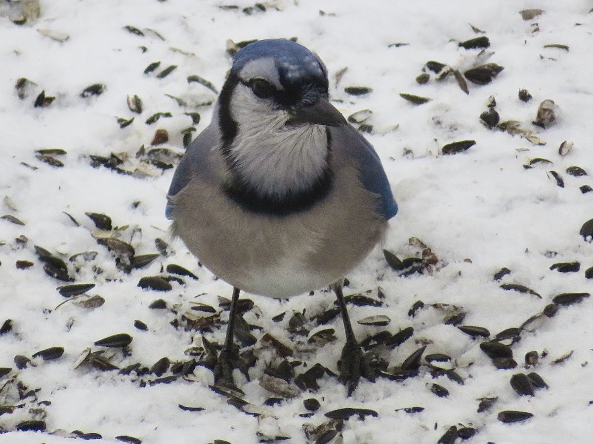 Blue Jay - ML647262848