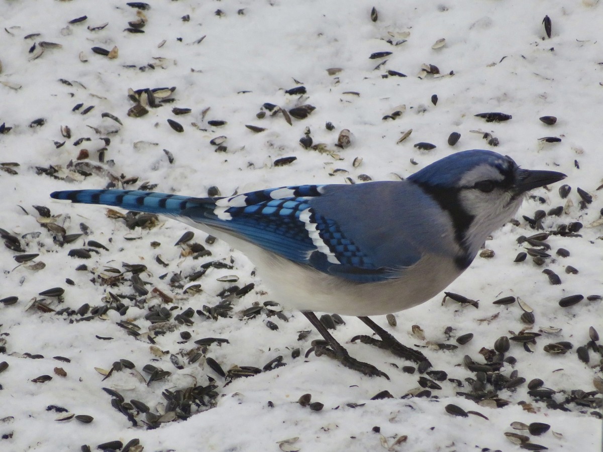 Blue Jay - ML647262850
