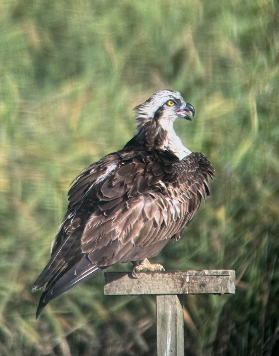 orlovec říční - ML647262852