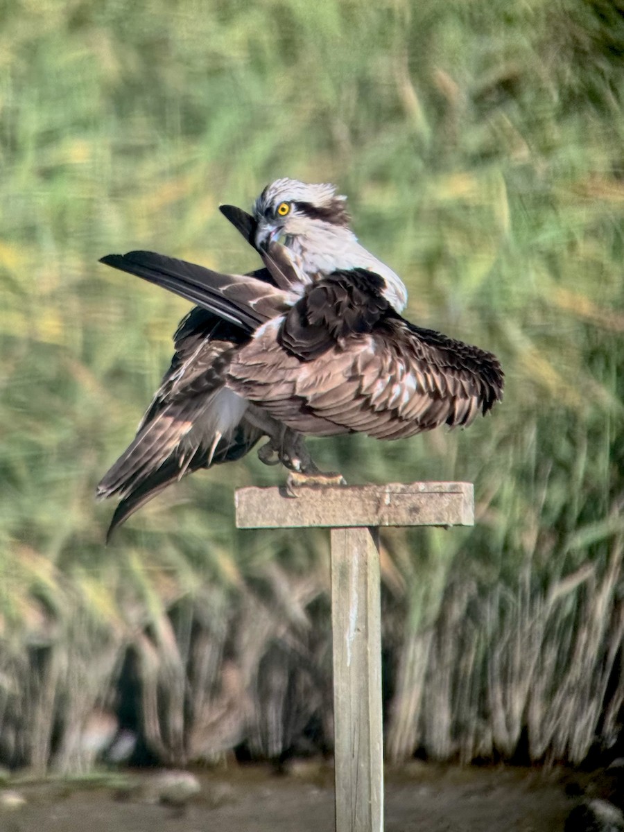 orlovec říční - ML647262853