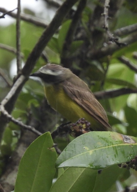 Tyran sociable - ML647262854