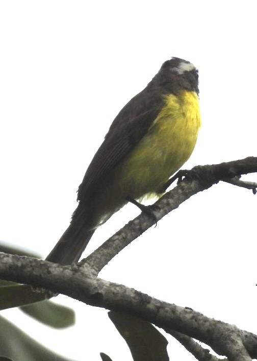 Tyran sociable - ML647262855