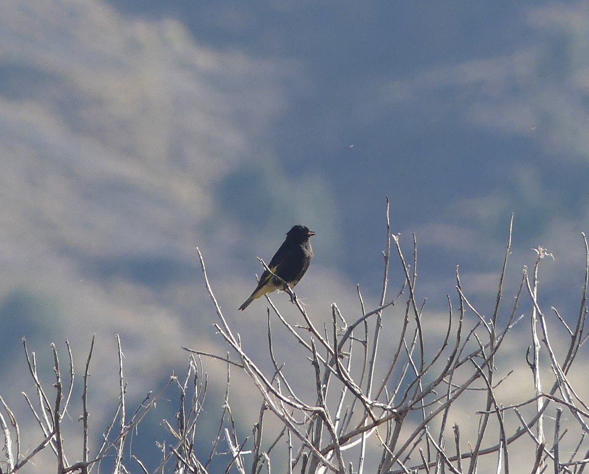 Black Siskin - ML647262858