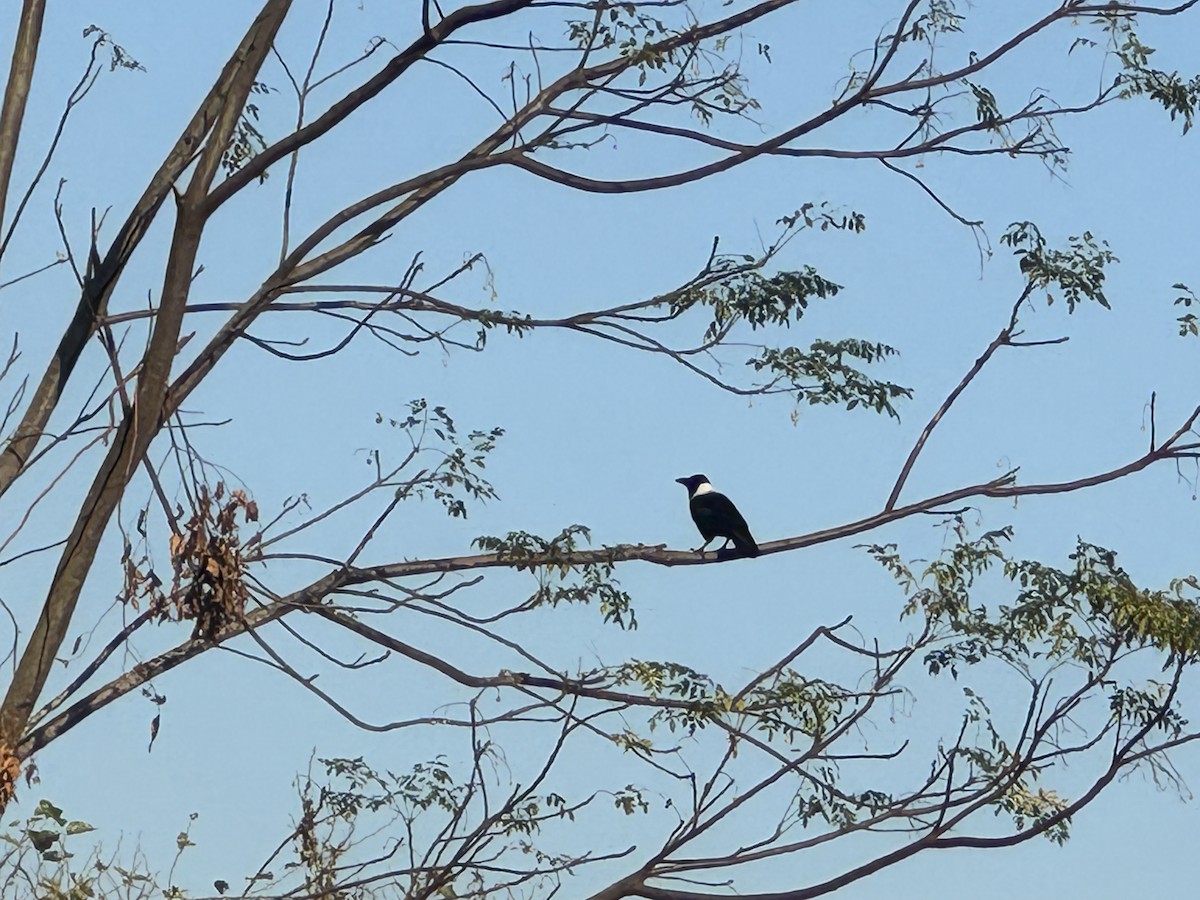 vrána obojková - ML647262863