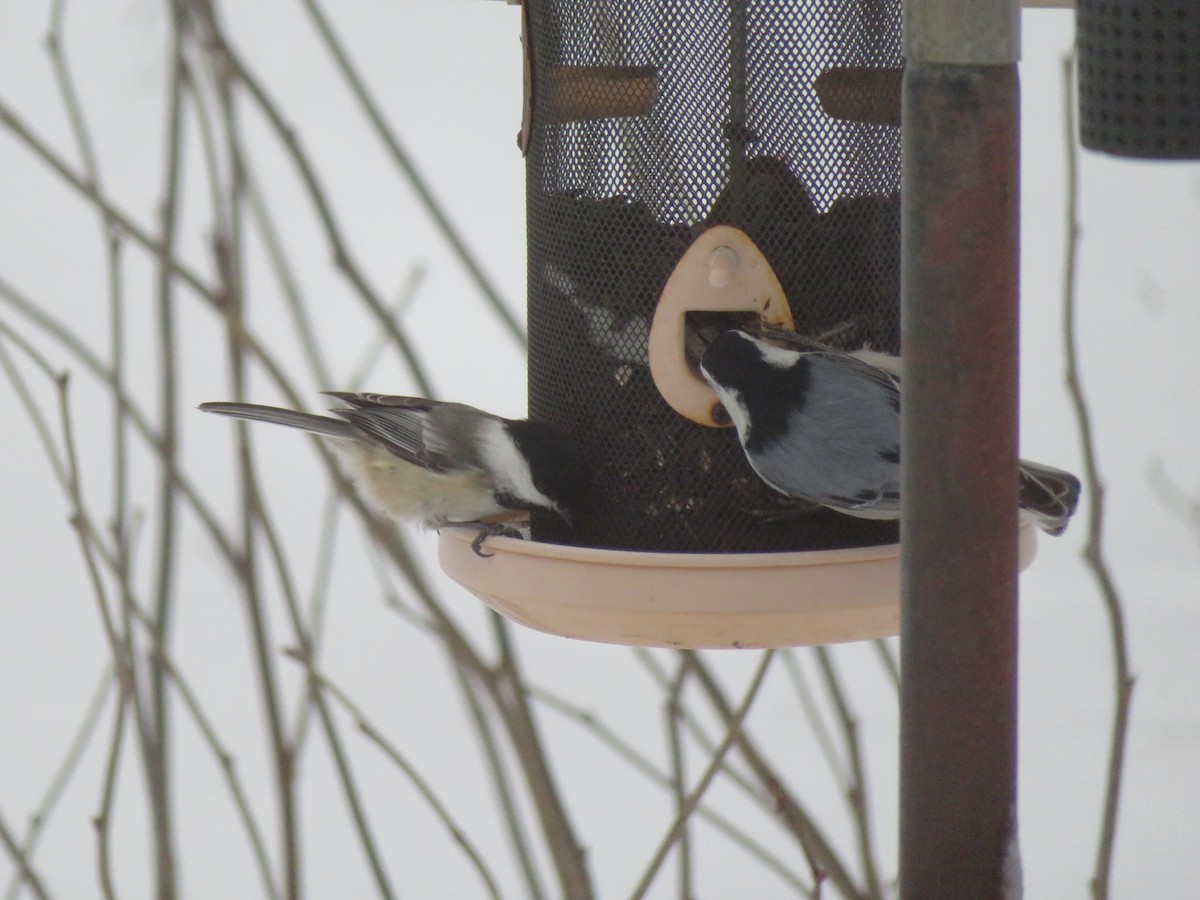 Black-capped Chickadee - ML647262869
