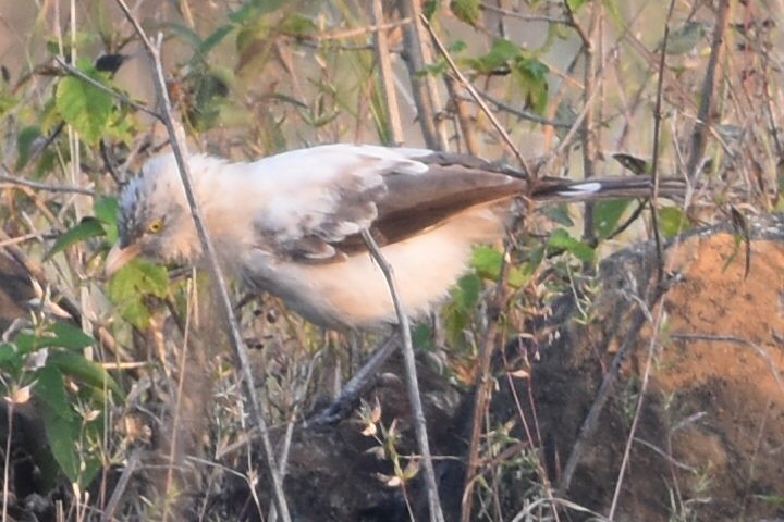 Large Gray Babbler - ML647262876