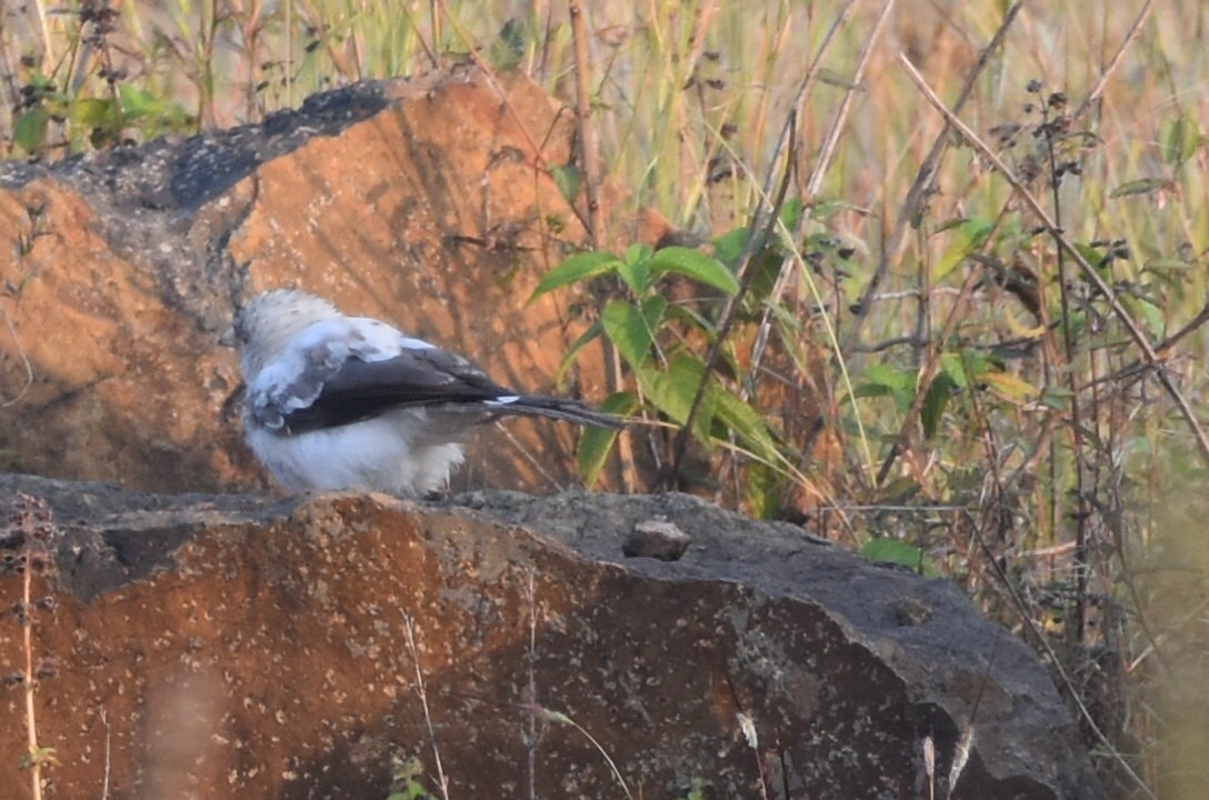 Large Gray Babbler - ML647262877