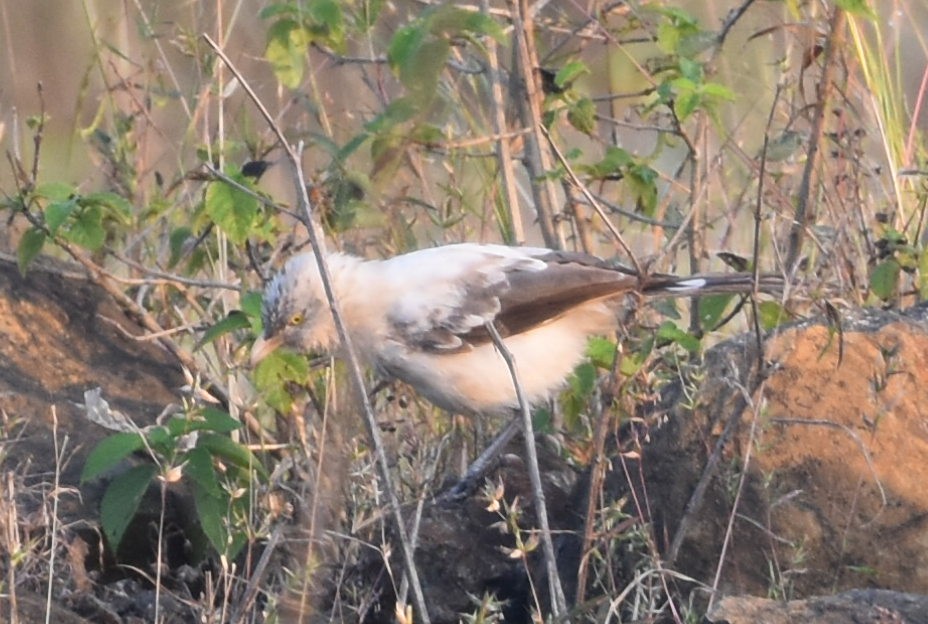 Large Gray Babbler - ML647262878