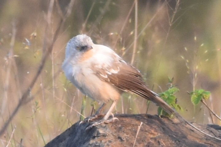 Large Gray Babbler - ML647262879