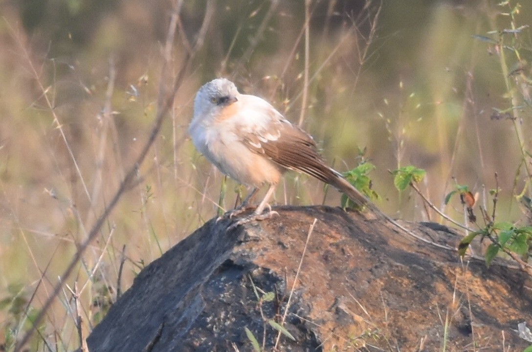 Large Gray Babbler - ML647262880