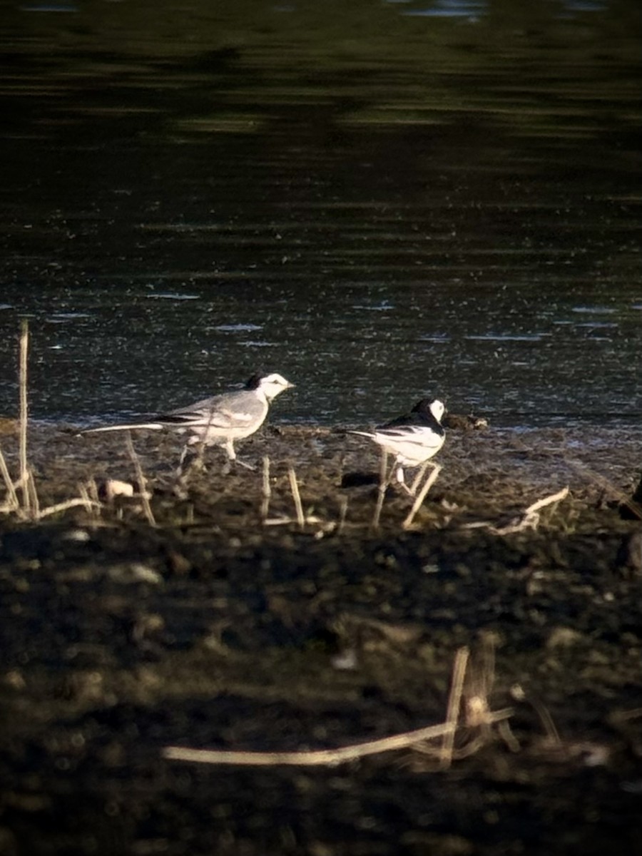 konipas bílý (ssp. ocularis) - ML647262881