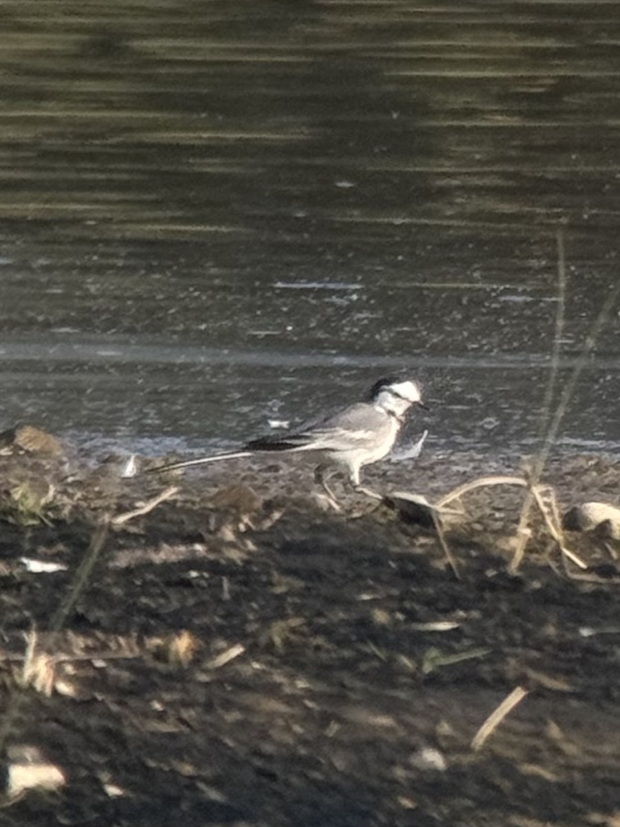 konipas bílý (ssp. ocularis) - ML647262882