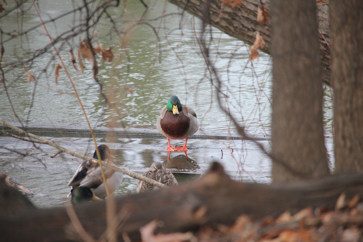 Mallard - ML647262894