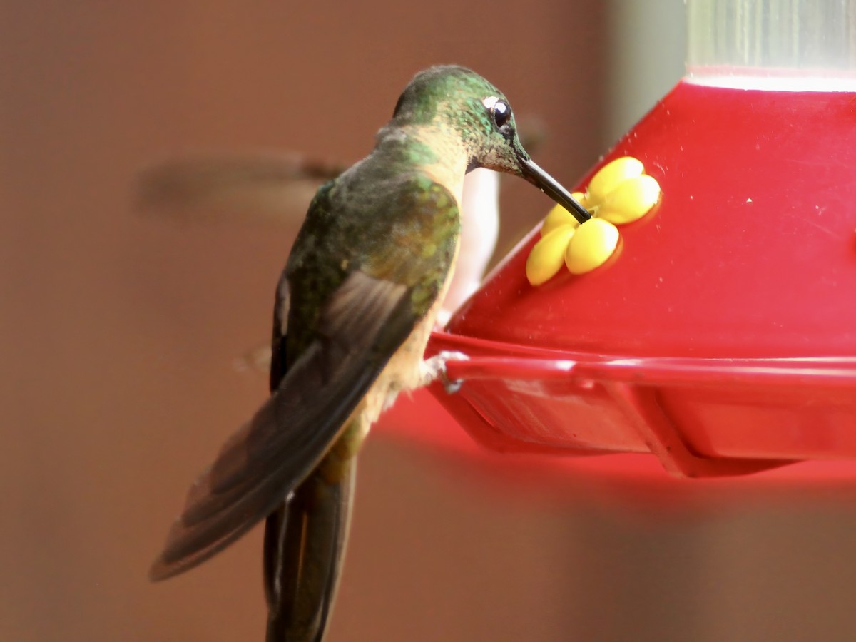 Fawn-breasted Brilliant - ML647262906