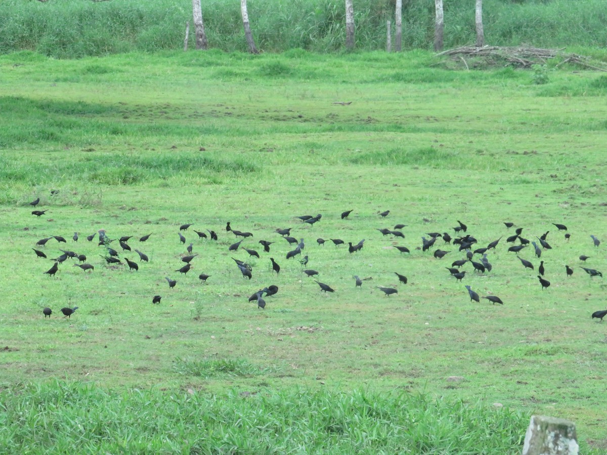 Красноглазый трупиал - ML647262907