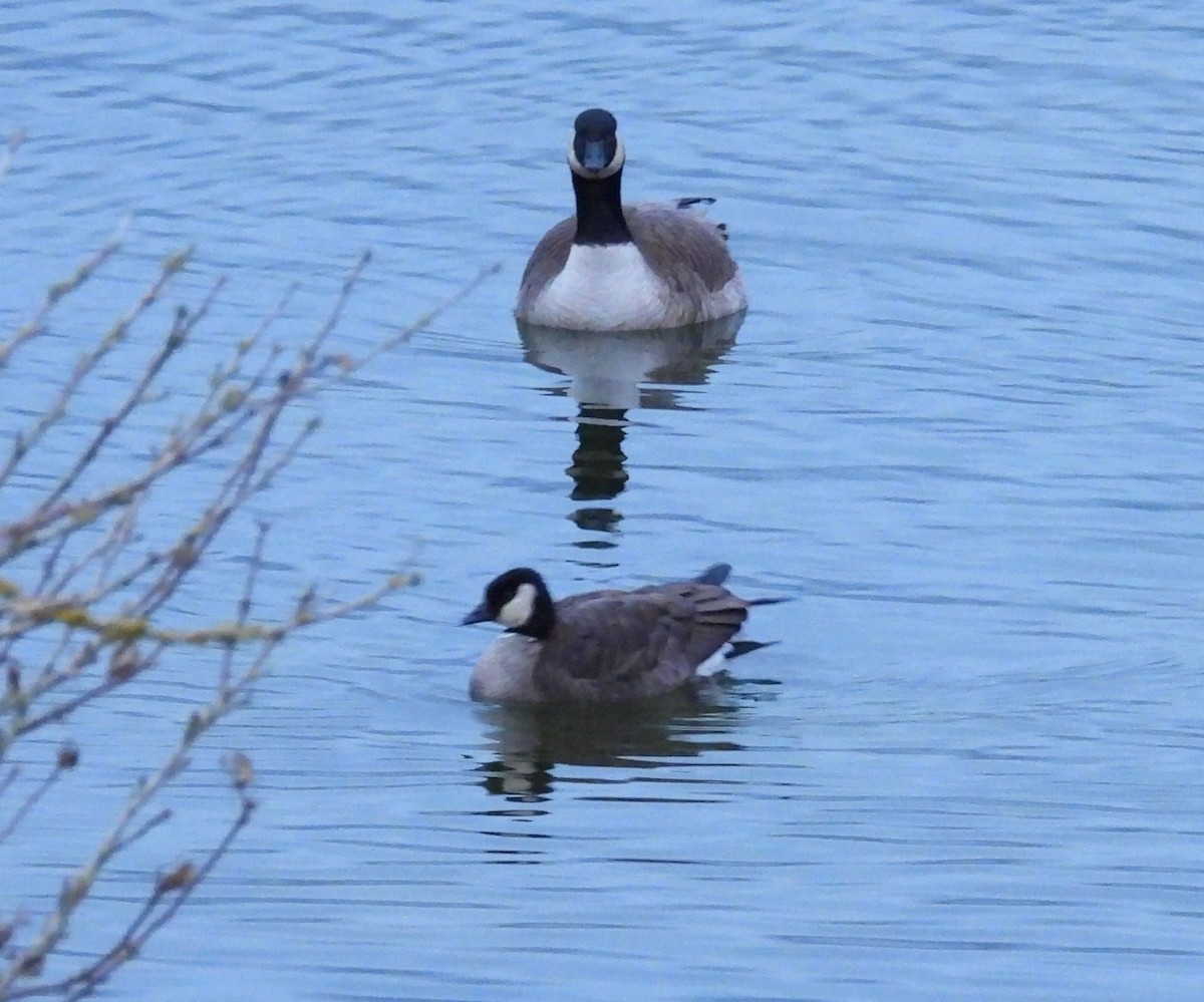 polargås - ML647262928