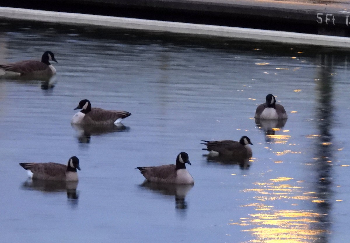 polargås - ML647262929